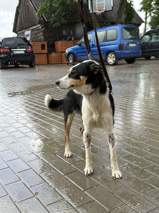 Pokochaj cudowną Tenę
