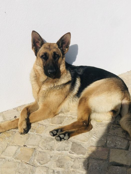 Pastor alemão criacao - acasalar