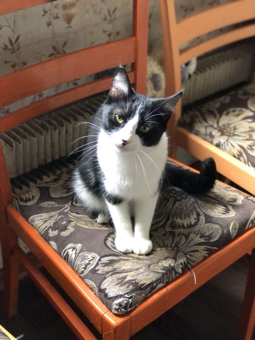 Котик 2 года  бесплатно