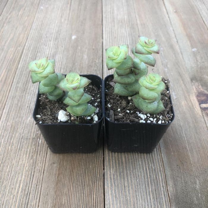 Pés Mudas Kalanchoe Aranto Planta Suculenta Medicinal