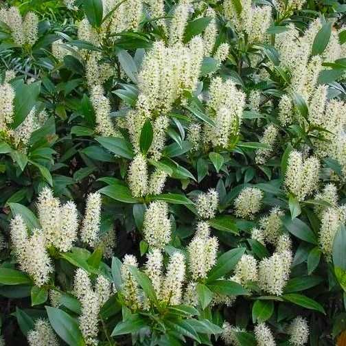 LAUROWIŚNIA Novita 10 szt