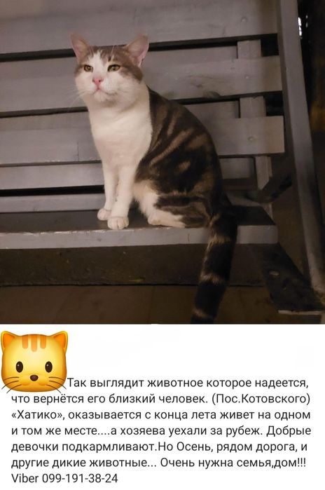 Отдам даром в добрые руки полосато-белого котика