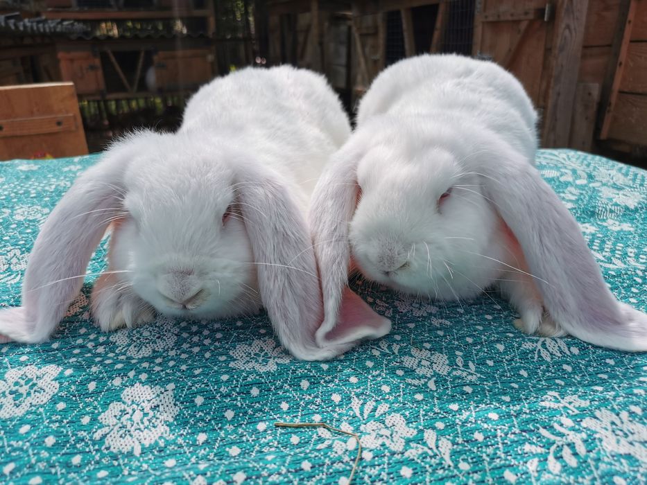 Кролики ФБ, молодняк