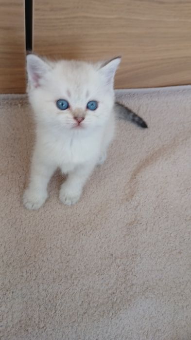 Scottish fold. Femea.