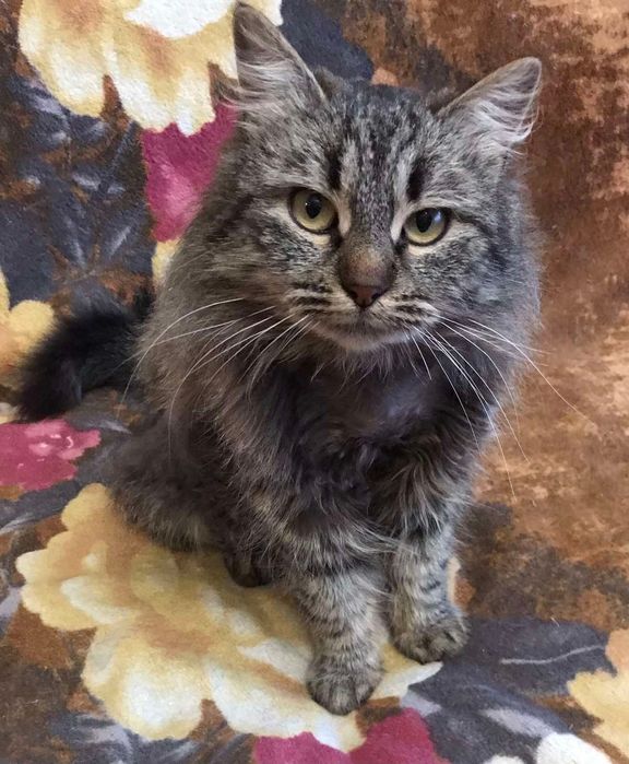 Шикарная Офелия кошечка пушистая