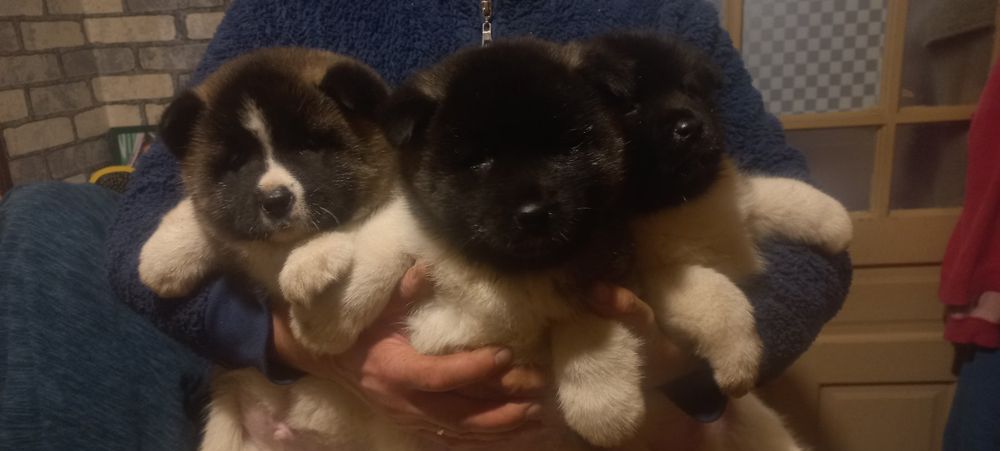 Американська акіта