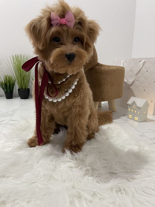 Помапу — Маленькі моделі для обіймів