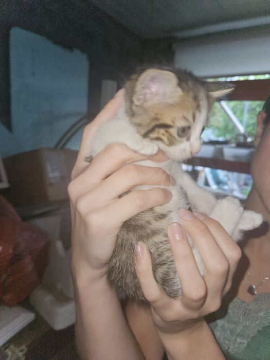 2 Gatinhas para Adoção VISEU