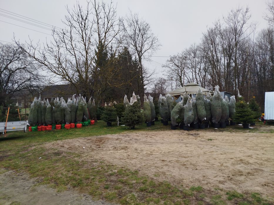 Żywe choinki! Donica i cięte