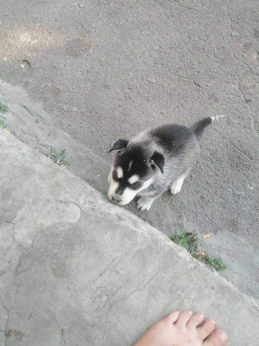 Продам щенка хаскі дівчинку