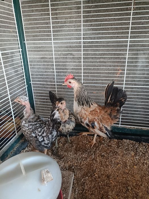 Cocós Mini Filhos e Serama.