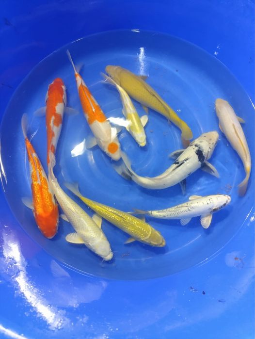 Karp Koi Japan do oczek, w odmianach barwnych. Rezerwacja sezon 26