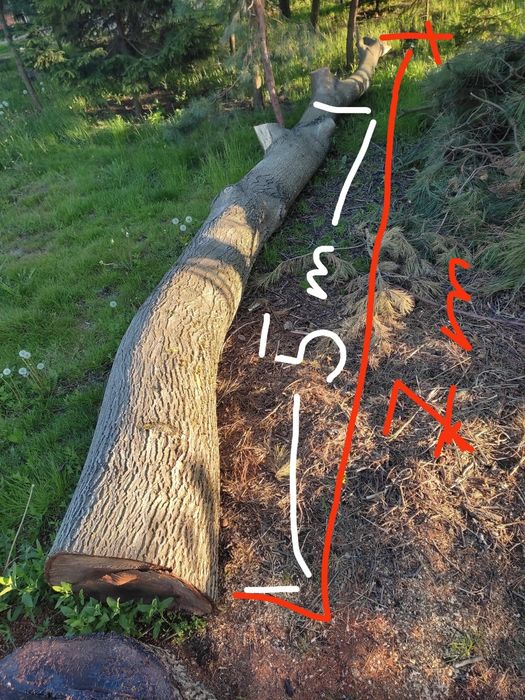 Drzewo orzech włoski 7m