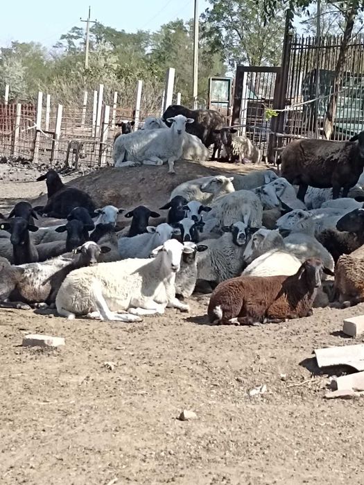 Продам овец девочек