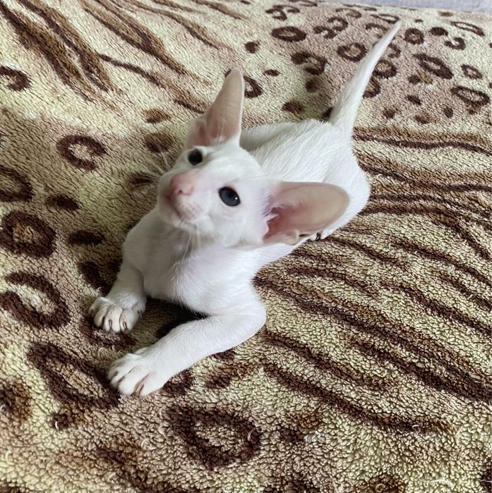 Орієнтальна красунька