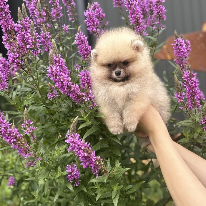 ляльковий Ведмедик шоу классу