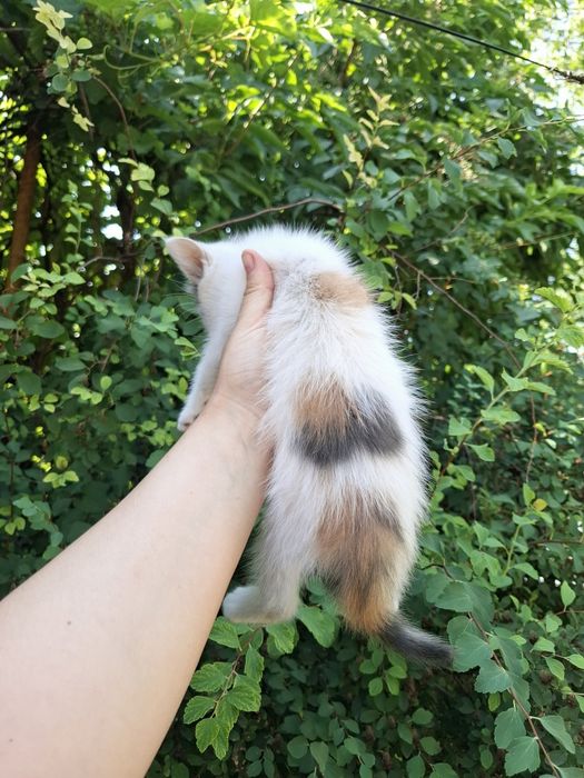Отдам котят к любящему сердцу котик кошечка котята бесплатно