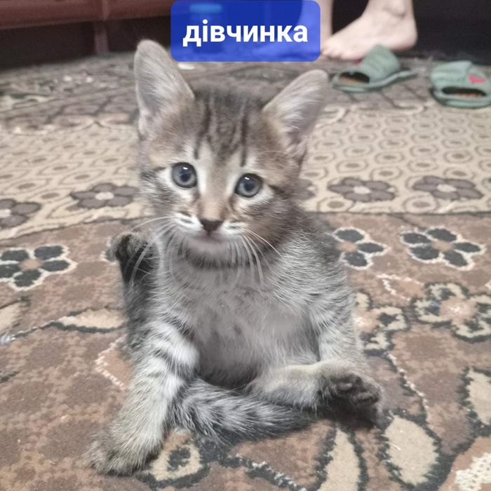 Віддам котиків в добрі руки