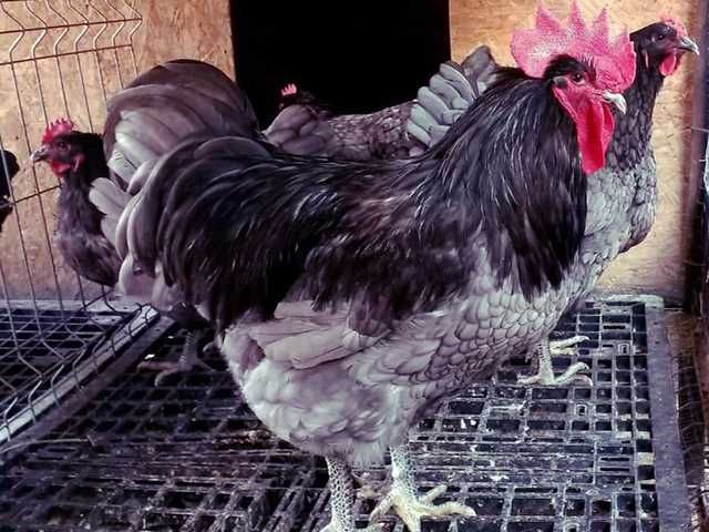 Інкубаційне яйце.(Курчата) Джерсійський гігант - чорний, блакитний.