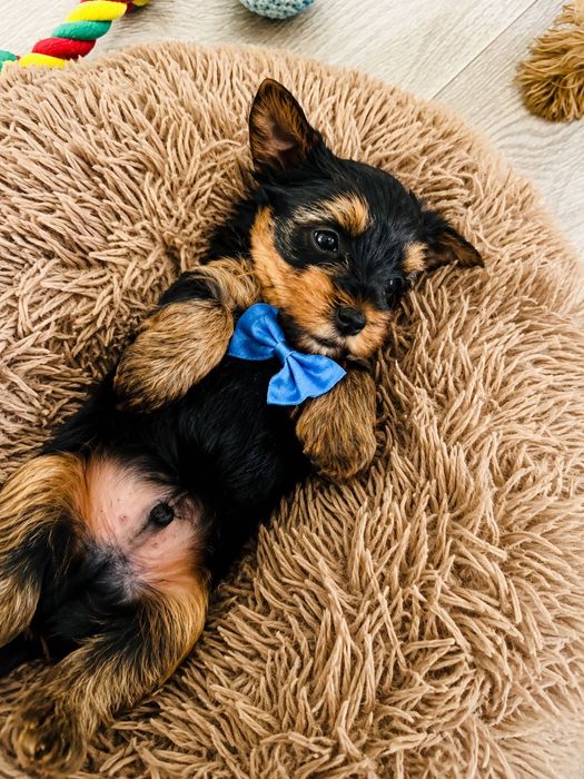 Yorkshire terrier Szczenię piesek do pokochania