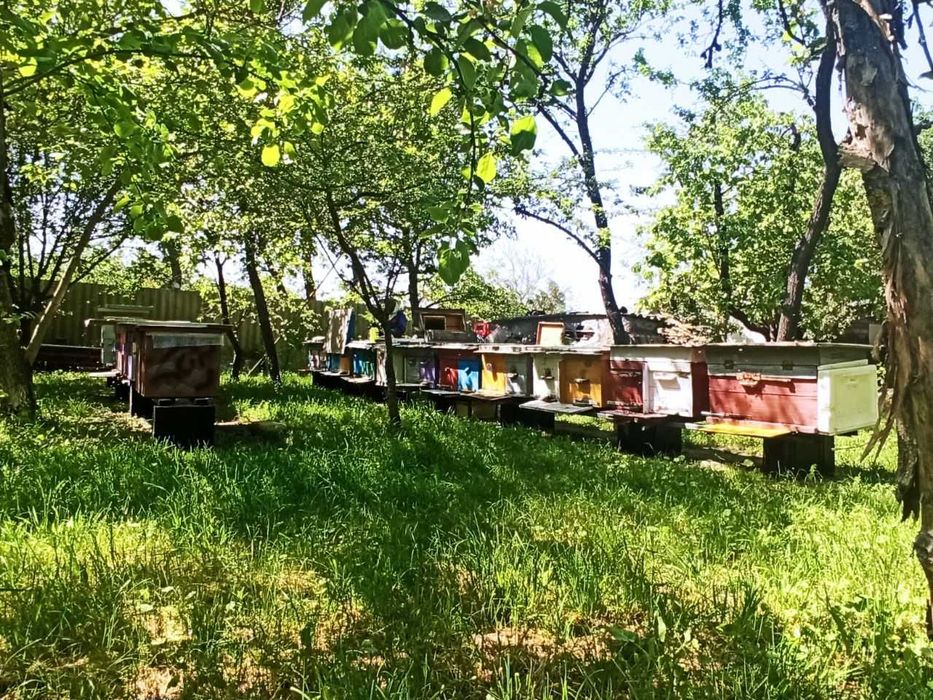 Продаю отводки, бджолопакети, рамки, сiм'ї з вуликами, матки