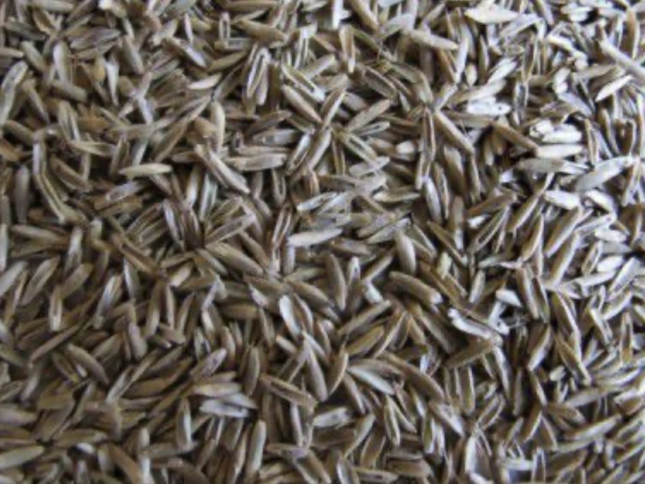 Nasiona traw, koniczyna, lucerna