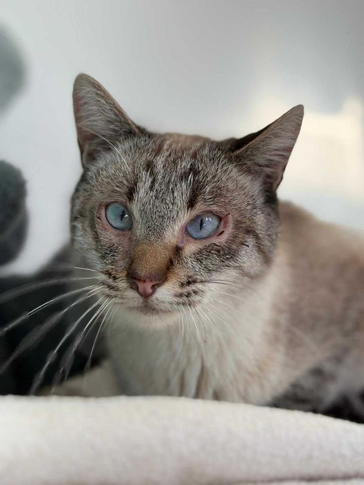 Gato para adoçao (Tom