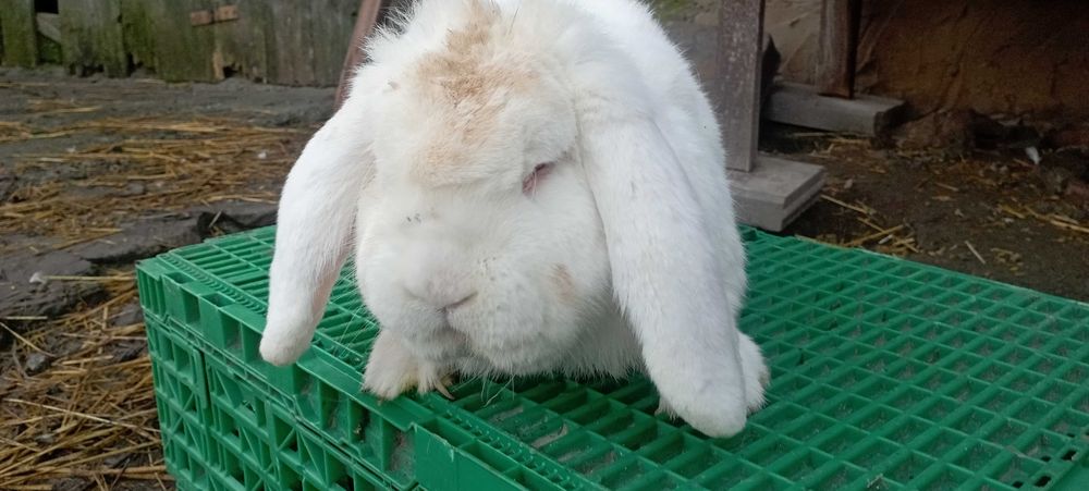 królik baran francuski i króliki nowozelandzkie