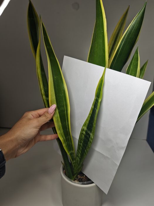 Sansevieria Lillian true