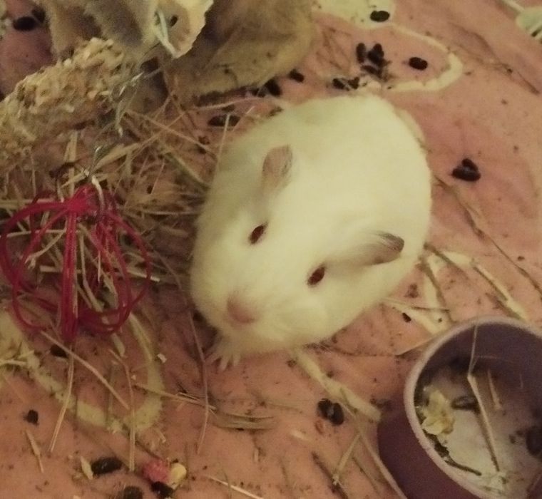 świnki morskie dziewczynki młode