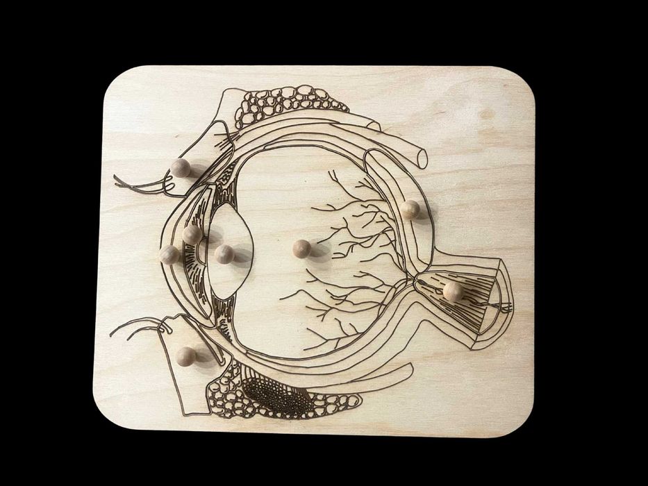 Drewniane puzzle - budowa Oka - pomoc Montessori