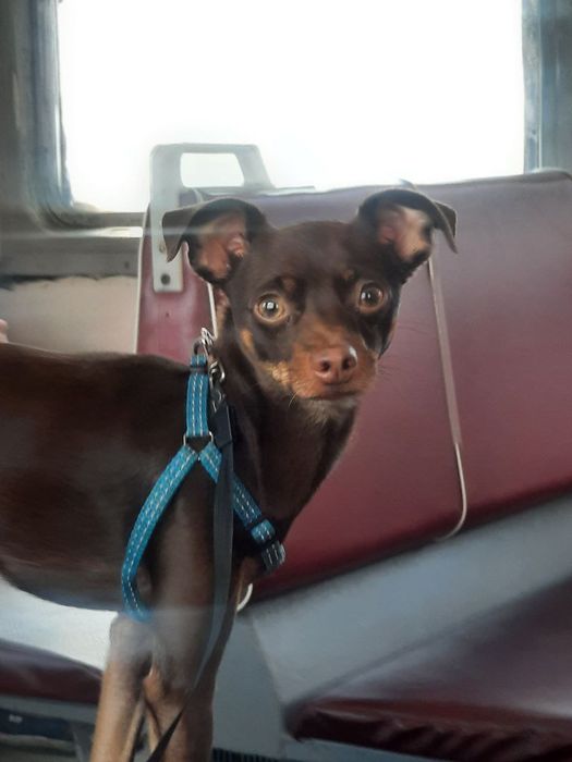 В'язка той тер'єр (стандарт, 4 роки 3,3 кг)