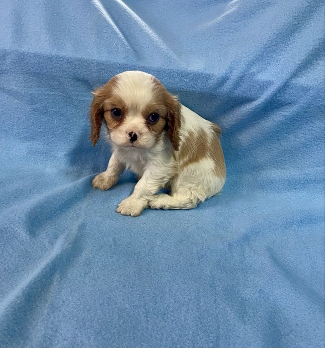 Cavalier king charles  LOP e Afixo