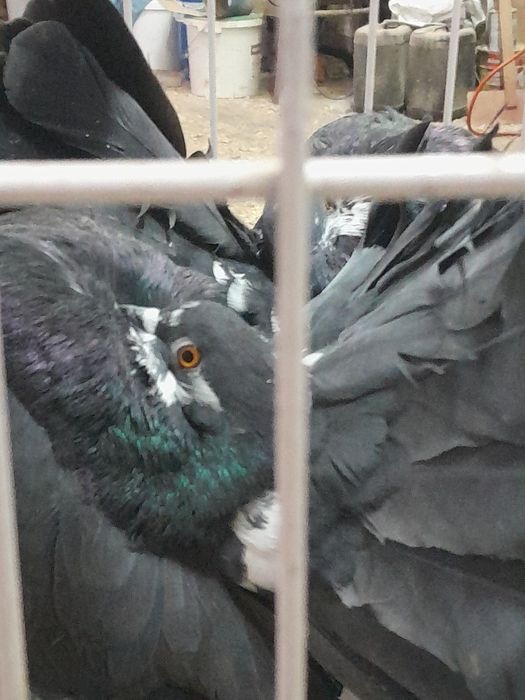 Para pawiki nowy typ