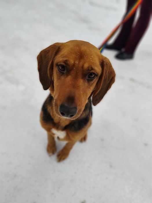 Kłapoucha, pogodna i energiczna Beza