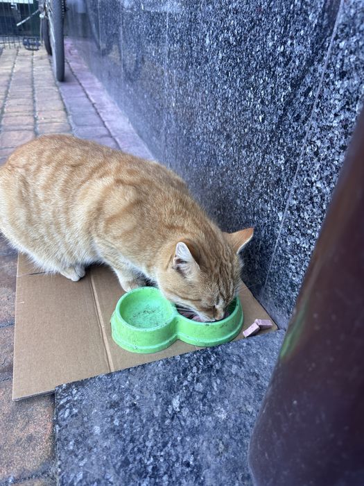 Котик до року шукає родину, бідолаха мерзне на вулиці
