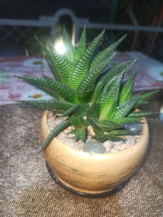 Продам квіти не дорого!