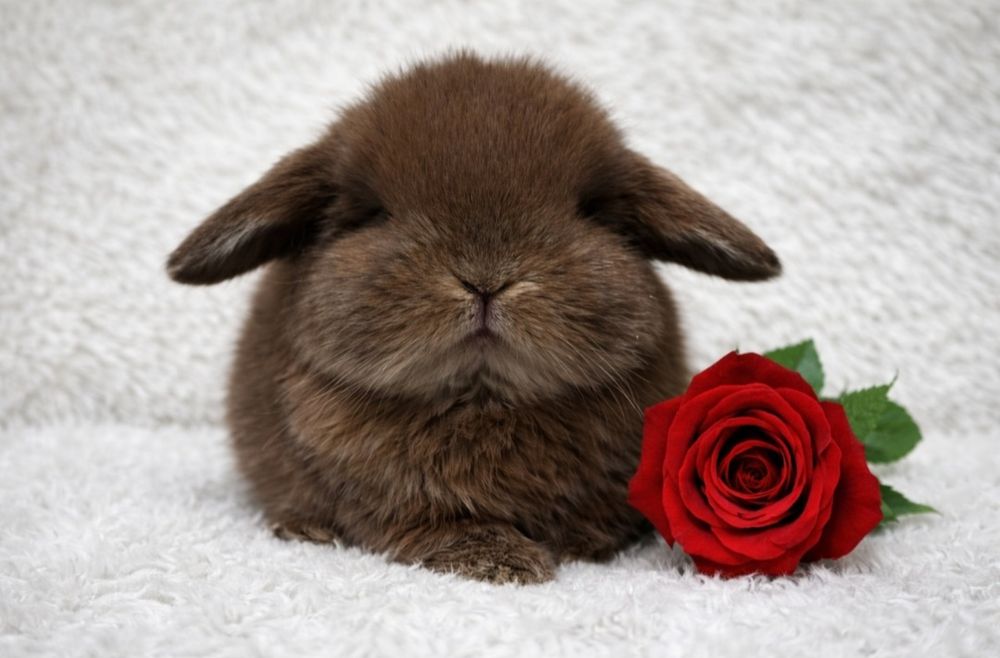Do odbioru Królik Mini lop z dokumentacją