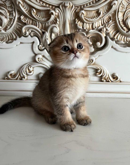 Розкішний шотландський хлопчик Скоттіш Фолд. Золота шиншила.