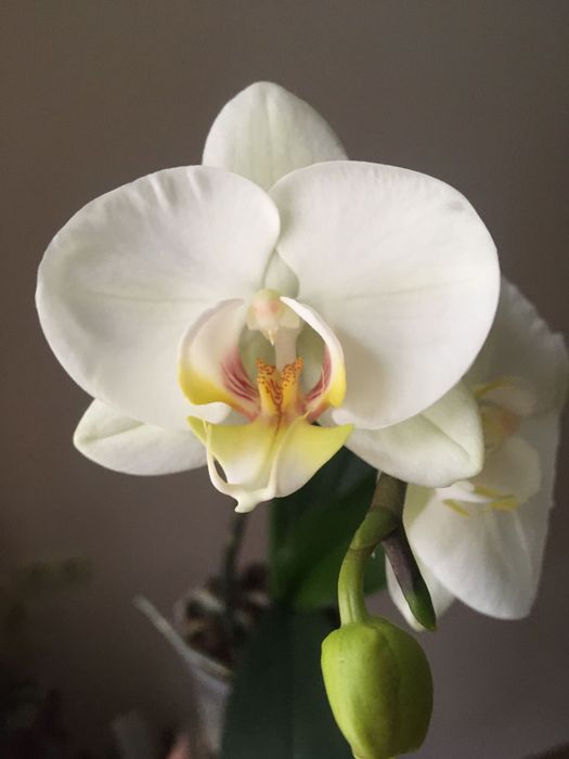 Фаленопсис. Орхидея.