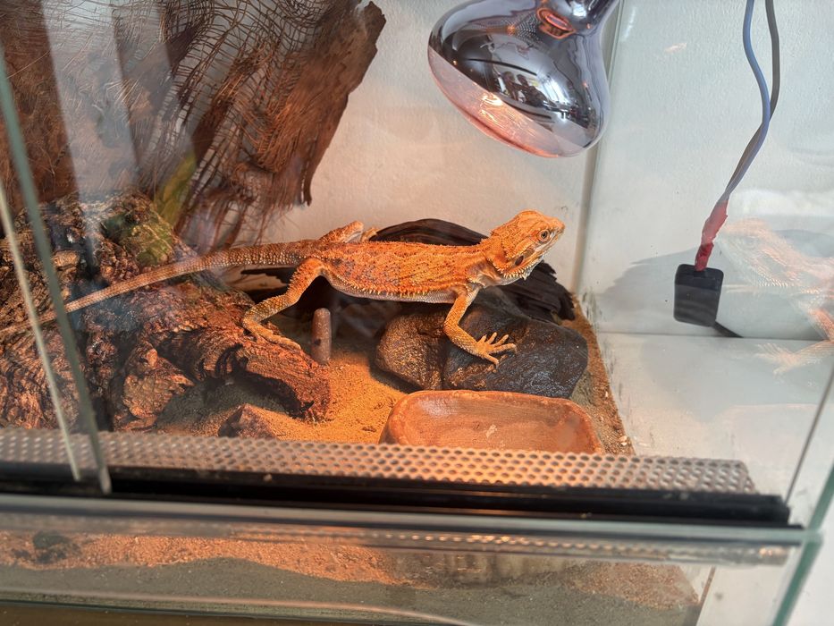 REZERWACJA Agama brodata i terrarium