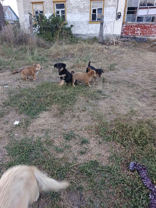 Цуценят в добрі руки. Шанс на життя