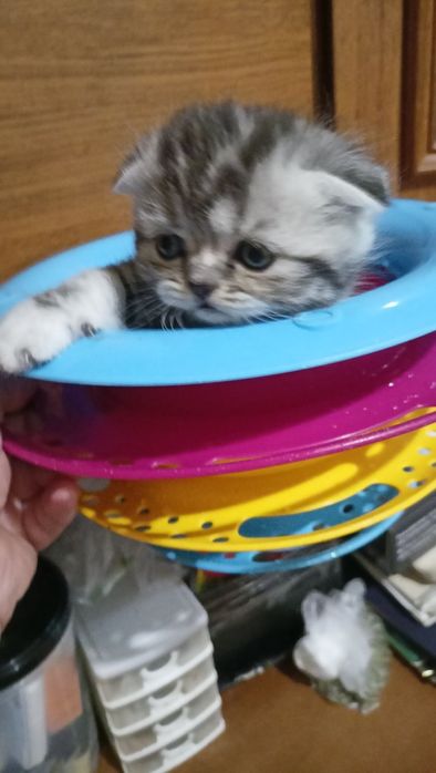 Скотиш  страйт Шотландские котята