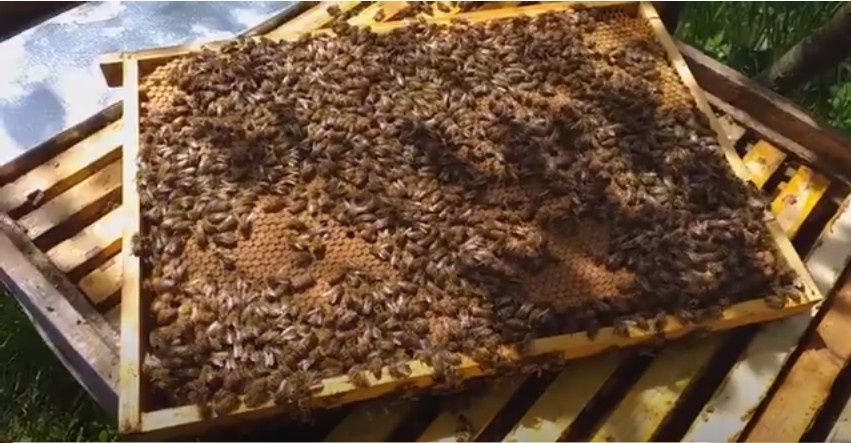 Продам матки бакфаст F1