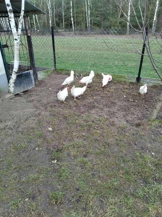 Jaja lęgowe LegHorn