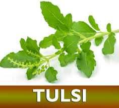 Planta Tulsi (manjericão sagrado)