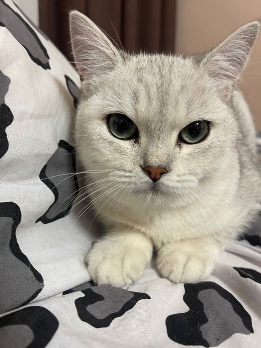 Шотландський кіт для вʼязки