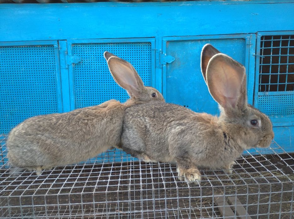 Продам кролів породи фландр бельгійський велетень