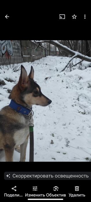 Г.Радомишель пропала собака девочка,дворняга,високая .Возраст 1год