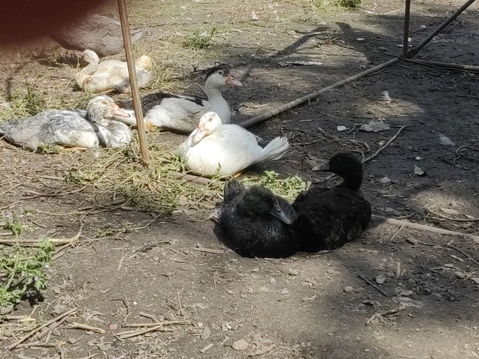 Kaczki biegus, kajuga czubate.